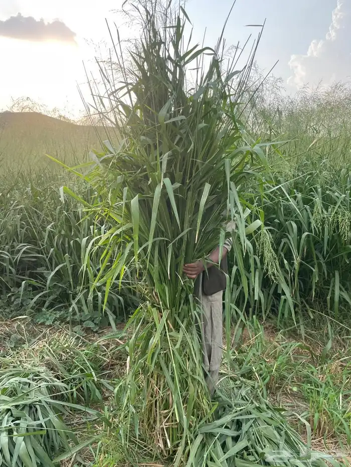 علف بونيكام للبيع 0