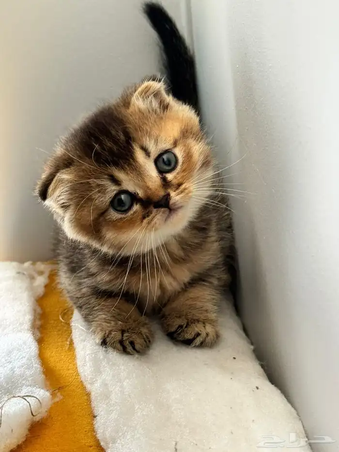 سكوتش قولد للبيع بجده 0