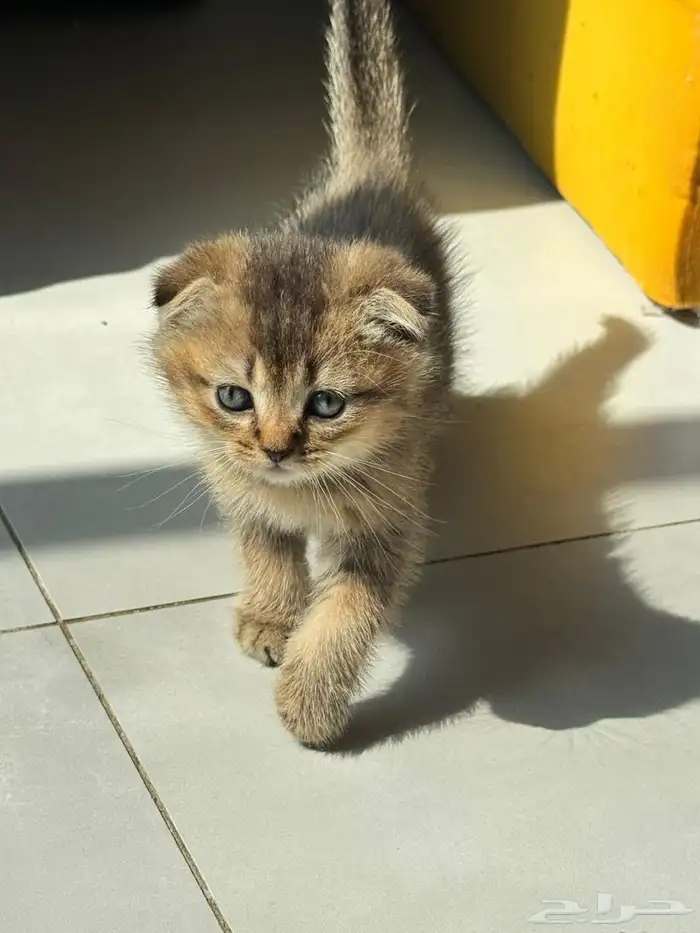 سكوتش قولد للبيع بجده 2