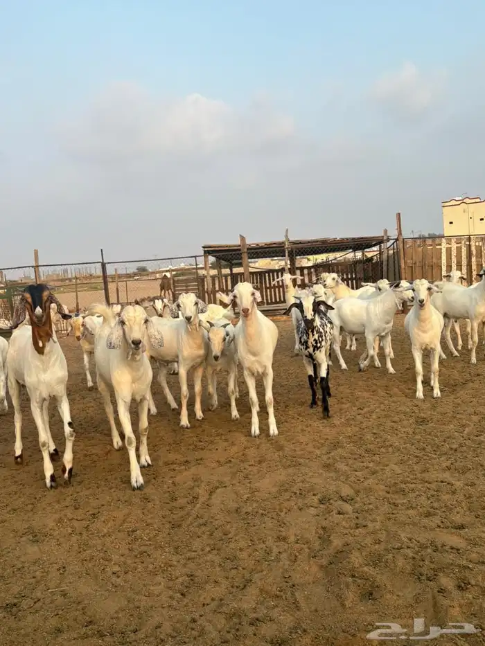 تيوس بيشية 1