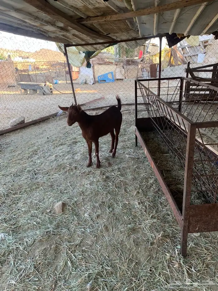 جذعات للبيع 5