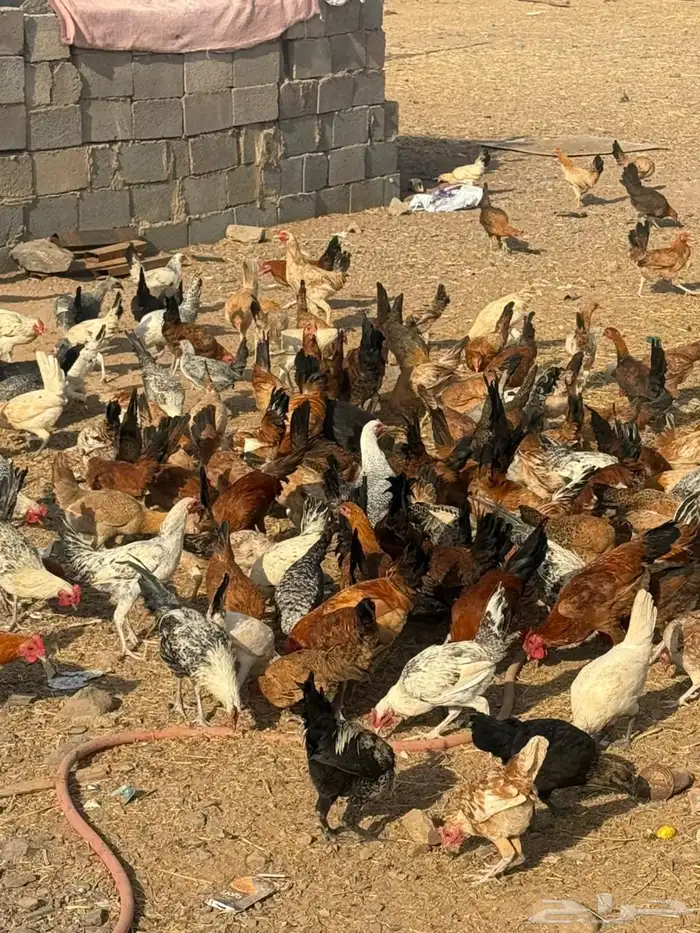 دجاج بلدي وفيومي 2