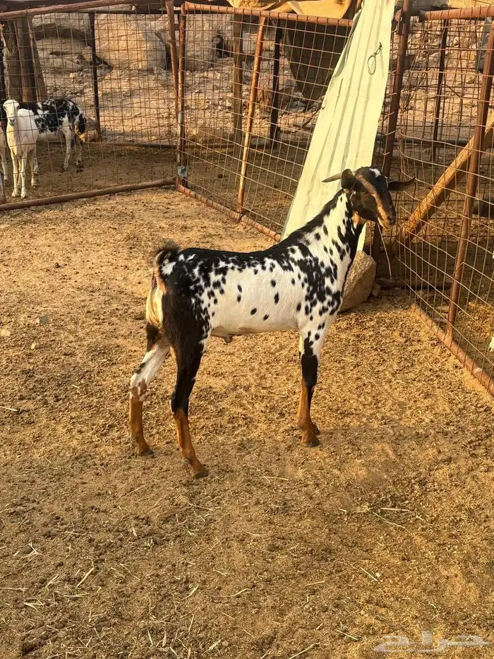 تيس جذع بيشي 0