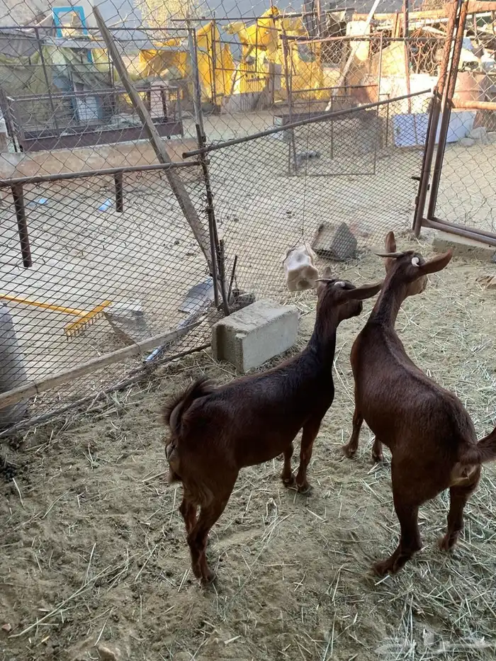 جذعات للبيع 1