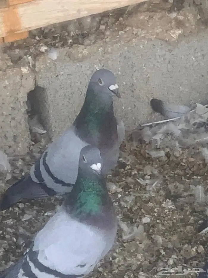 حمام زاجل عشه كامله 5