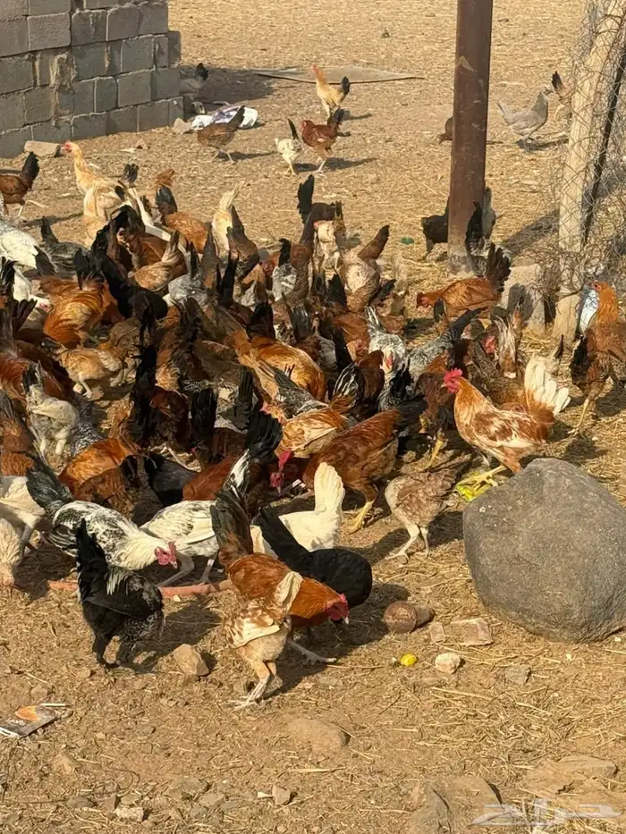 دجاج بلدي وفيومي 4