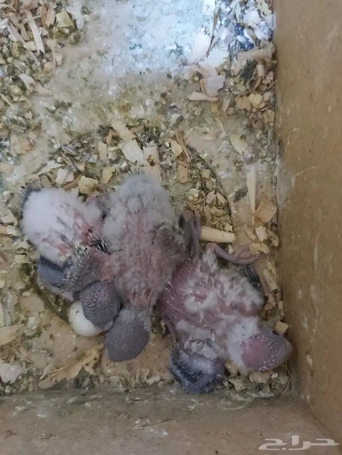 عصفور البادجي زوج بدون فروخ 1