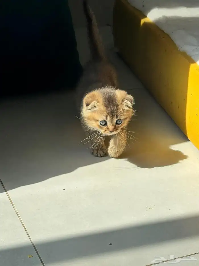 سكوتش قولد للبيع بجده 1