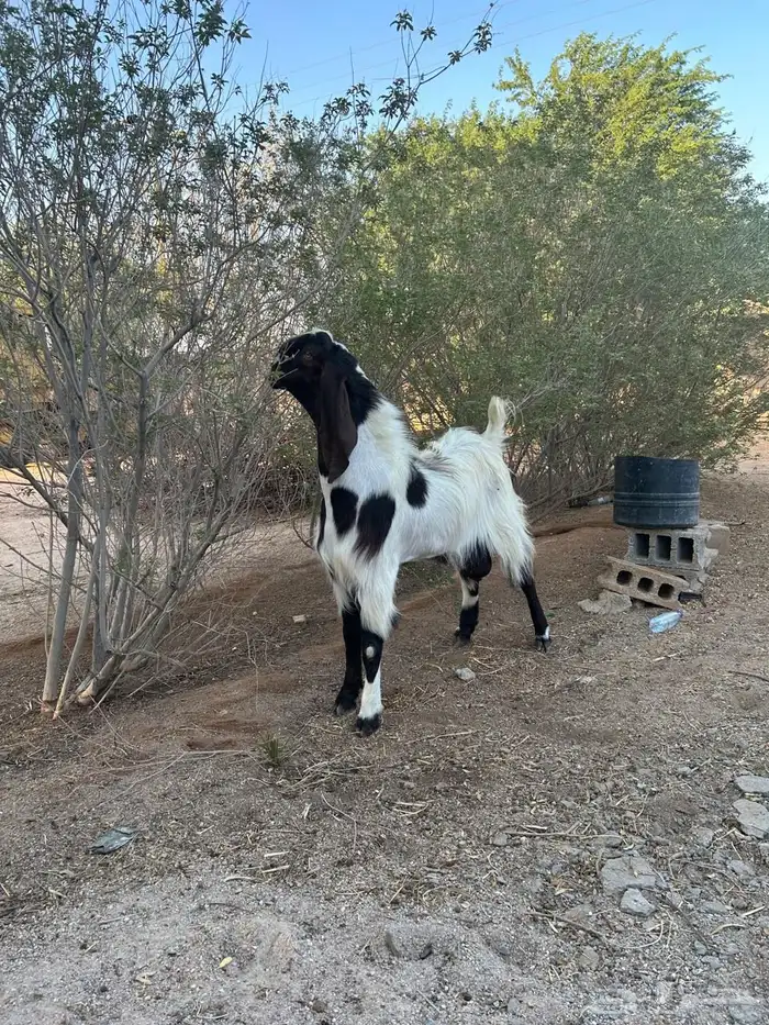 تيس فحل ثني او رباع شرط القريع 1