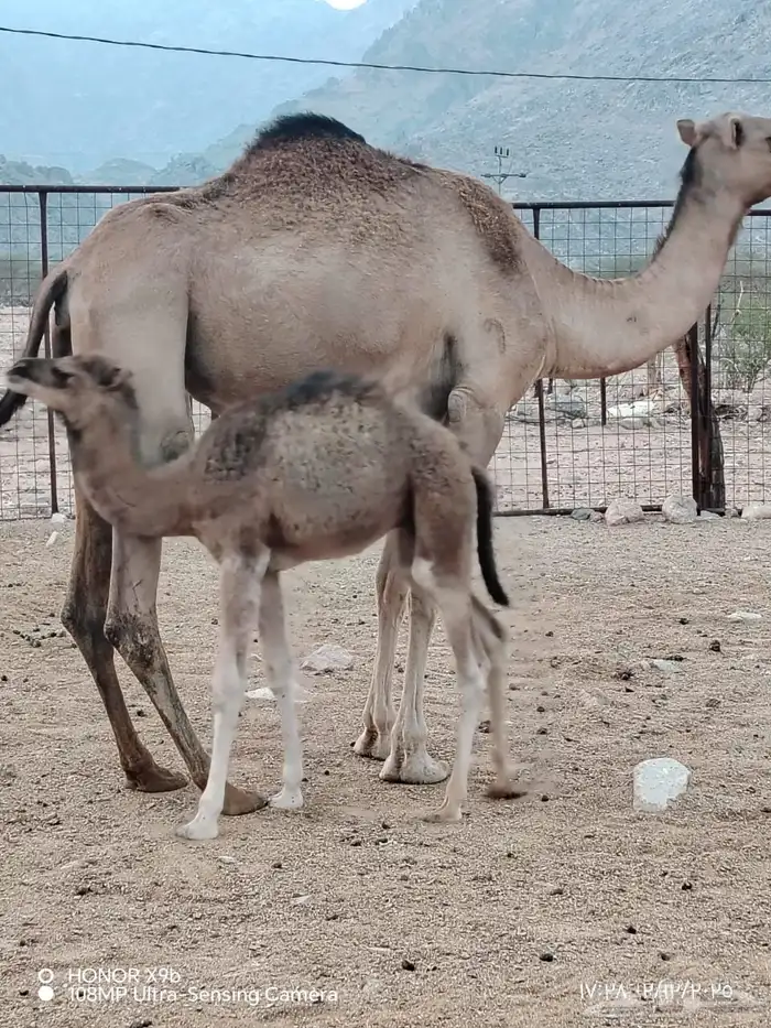 بكره بكر خلفه اقراء الاعلان وتواصل 1