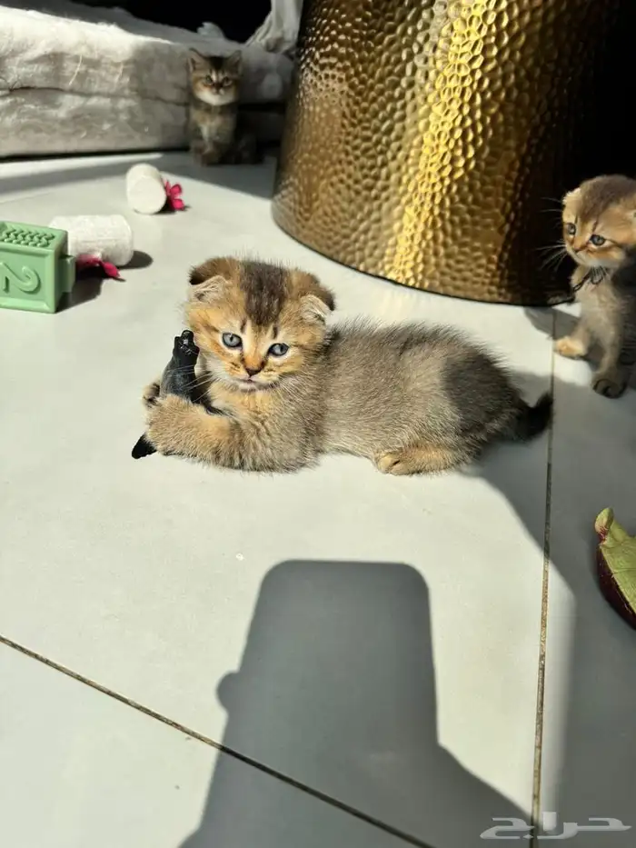 سكوتش قولد للبيع بجده 3