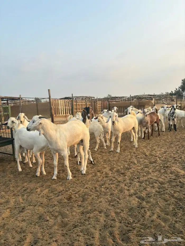 تيوس بيشية 2