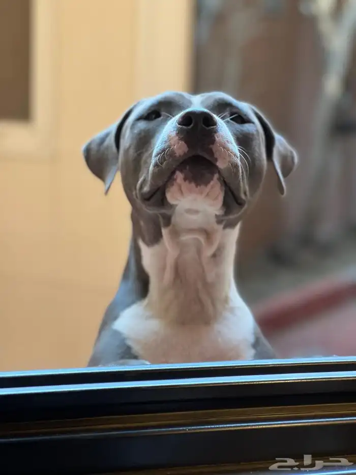 كلاب بيتبول للبيع مستوى رائع 10