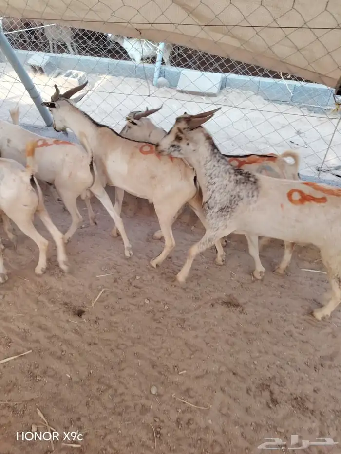 البرابر والتيوس اللي يدور عليها التاجر   وصل جديد 2