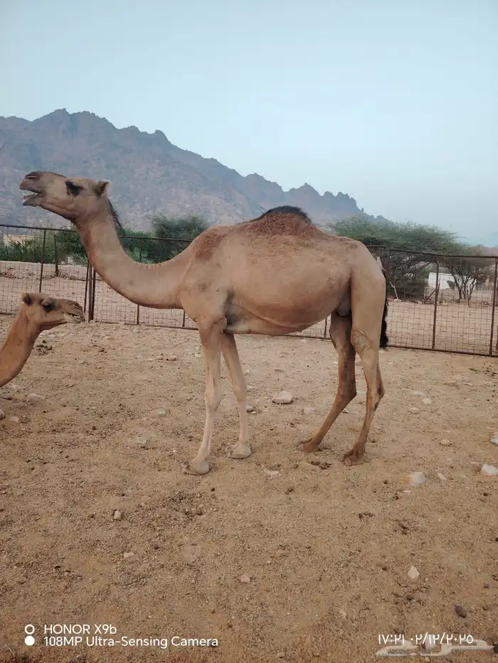 بكره بكر خلفه اقراء الاعلان وتواصل 2