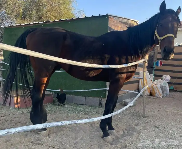 للبيع حصان فحل انجليزي 0