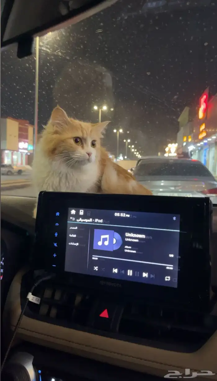 قطة للتبني 2