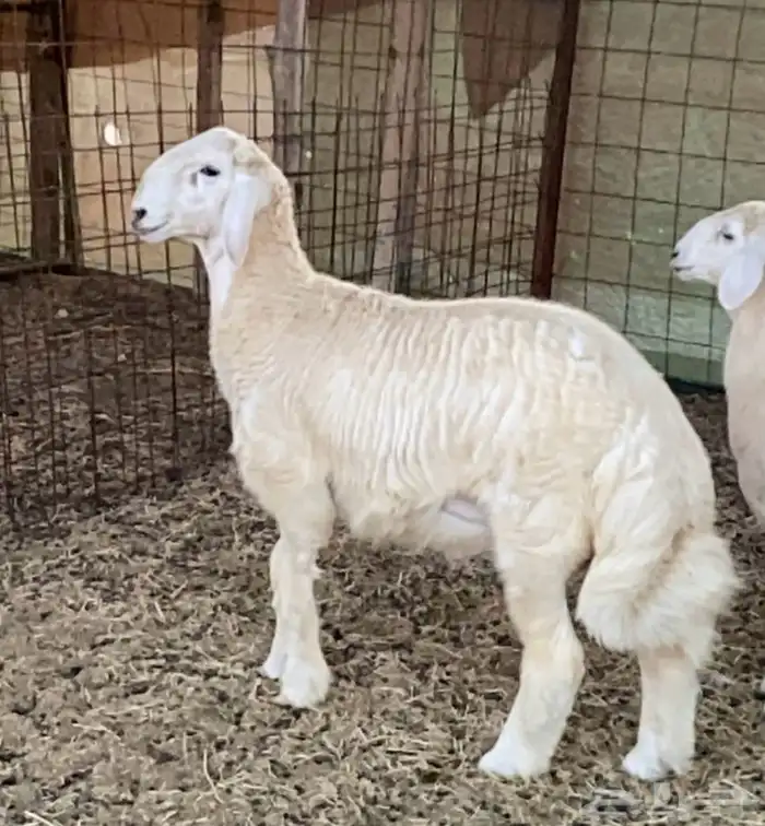 فحل حري صنف منتج (ولد خطر) 4