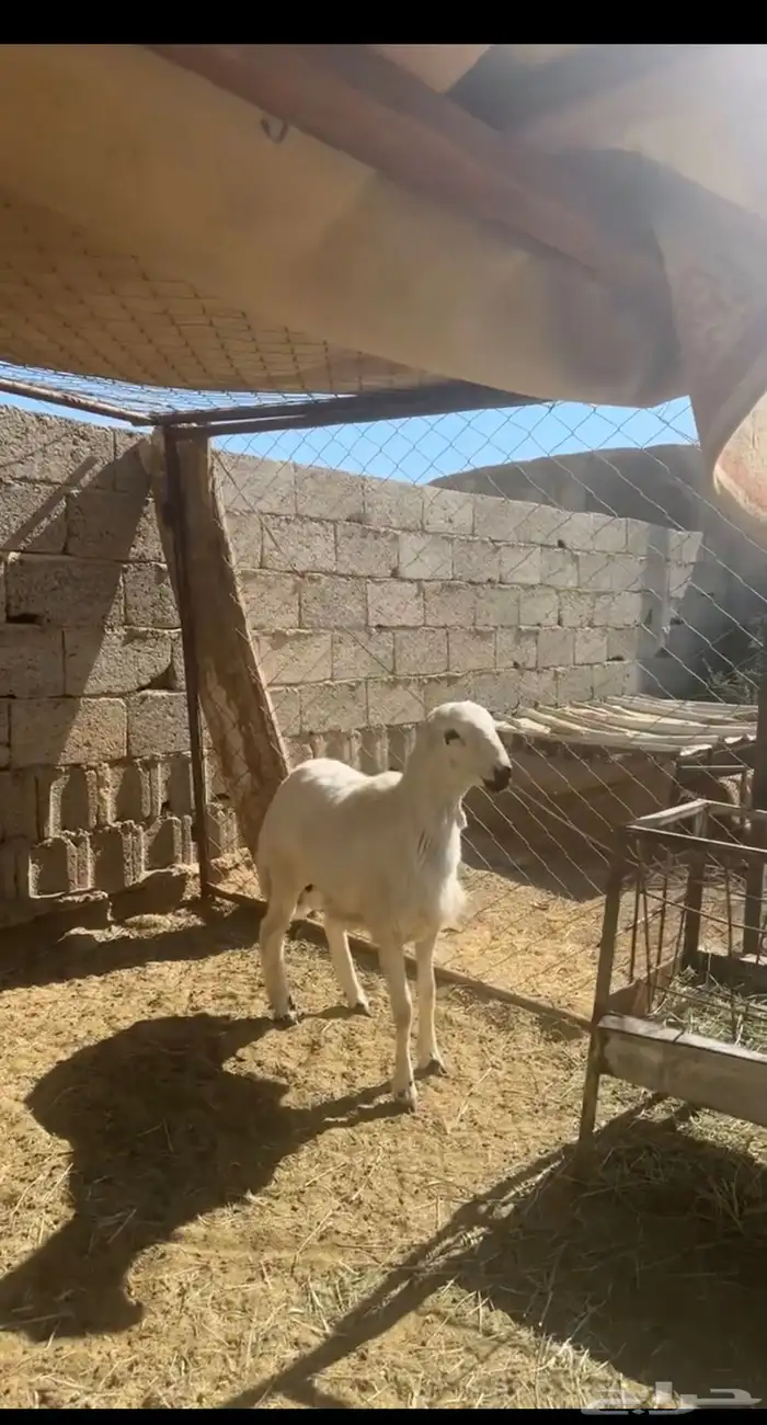 خروف فلل للبيع 1