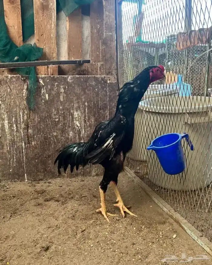 ديك شامو هزاز 1