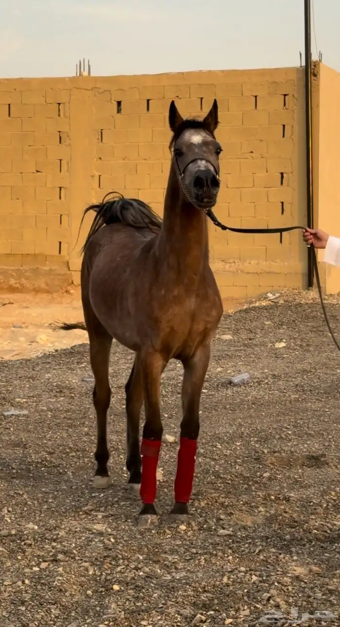 مهره جمال للبيع والبيع لأخر سوم 2