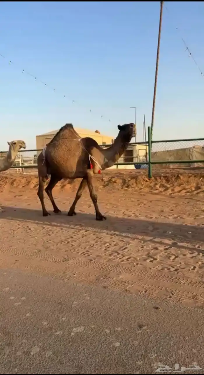 عشراء صفراء ساسها من ابل العجمان طيبه ومنتج تحتها بكره 1