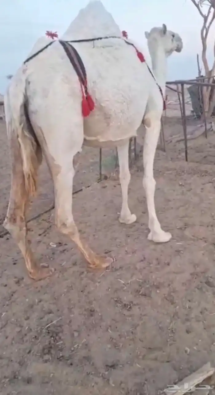 خلفه للبيع 0