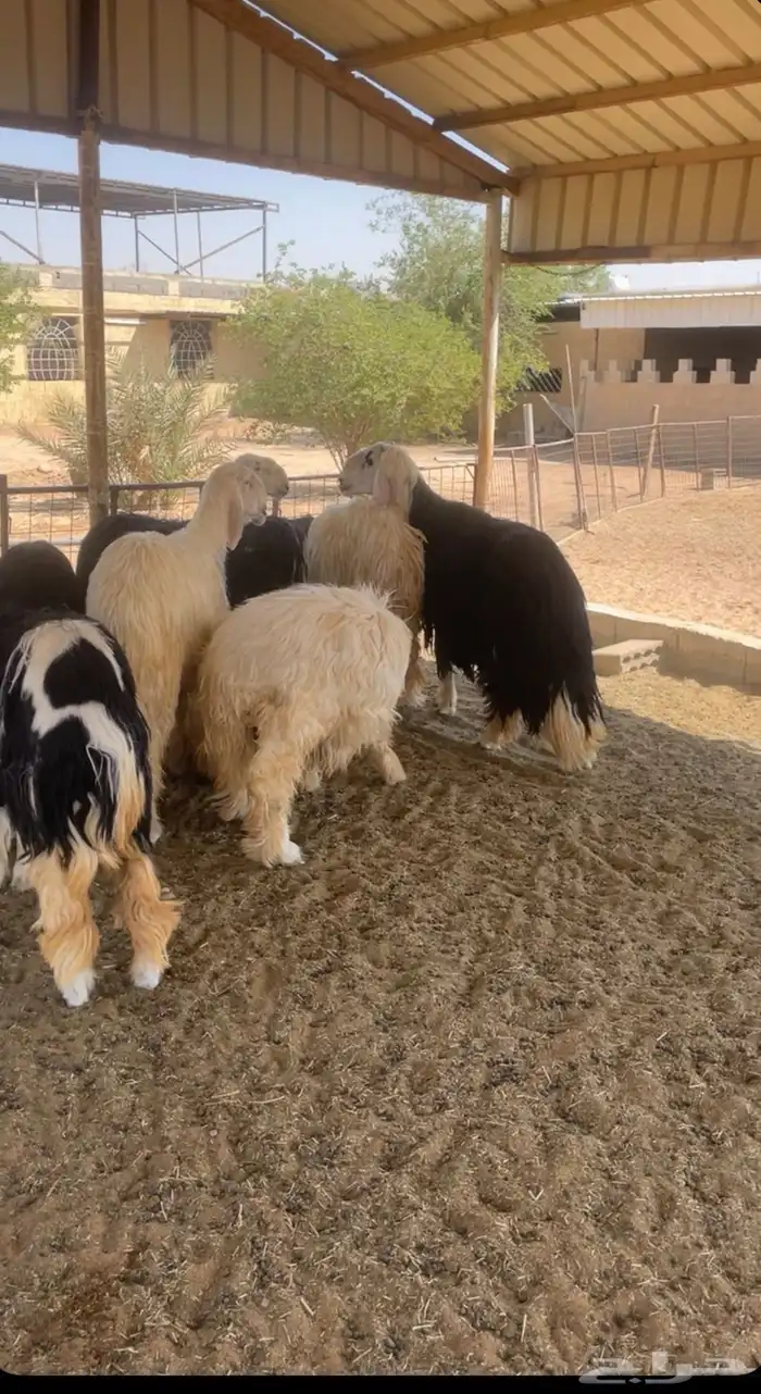 شياه نجد العداد (6)-3حيل و3 دافيع 5