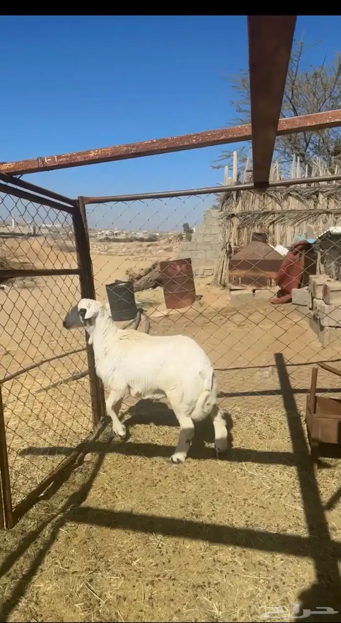 خروف فلل للبيع 0