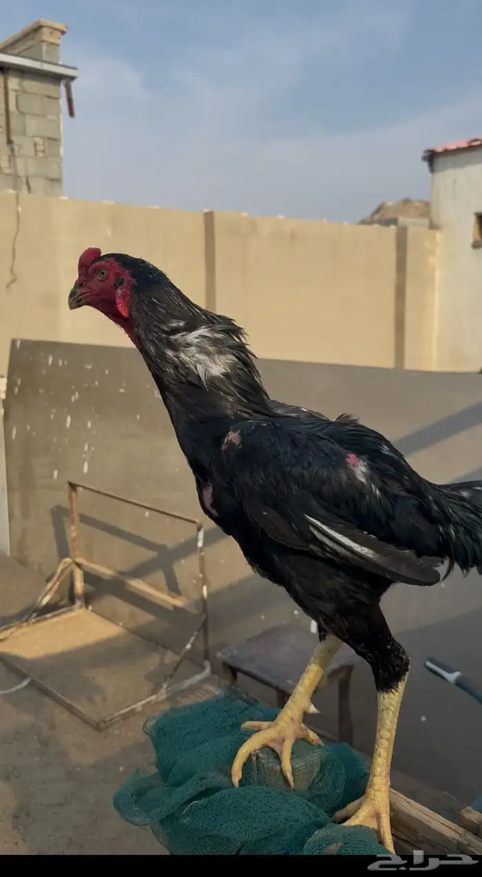 ديك شامو هزاز 0