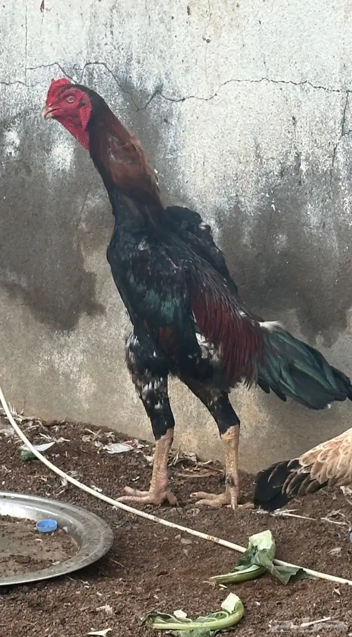 ديك شامو ياباني 4