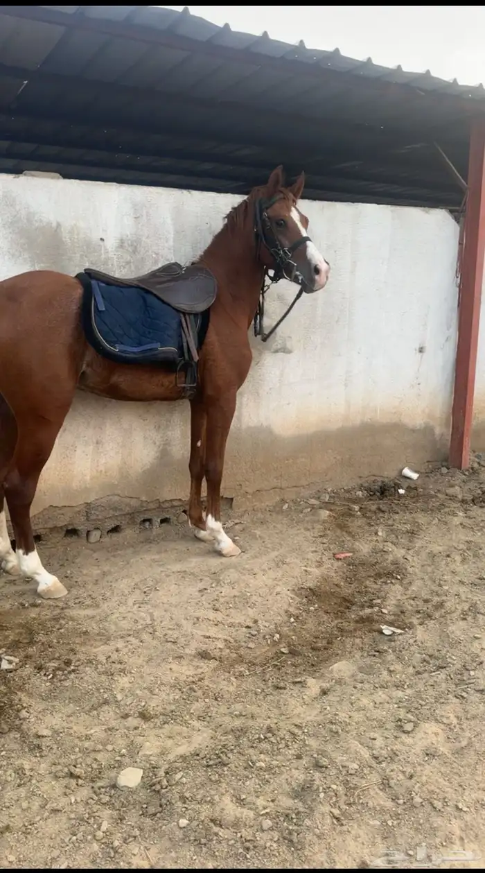 حصان شعبي حار. 2