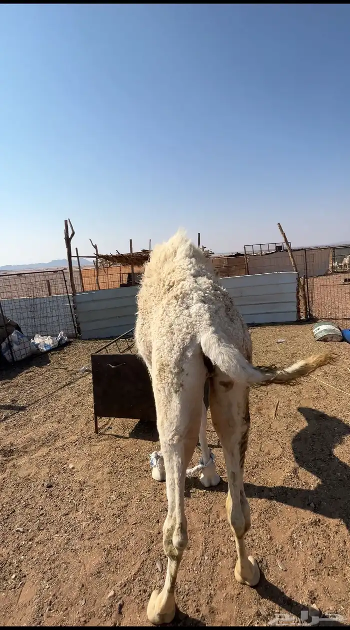 حوار لباني العمر 5 شهور على الحليب الموقع الحناكيه 3