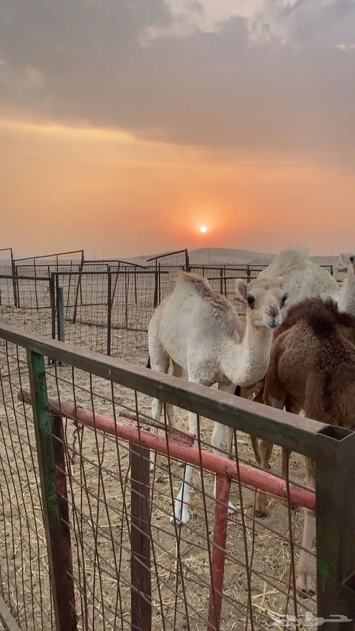 ناقه خلفه تحتها بكره 1