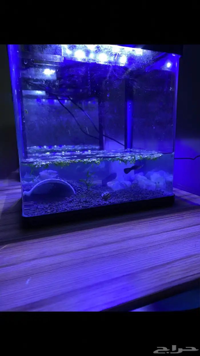 حوض اسماك مجهز 2