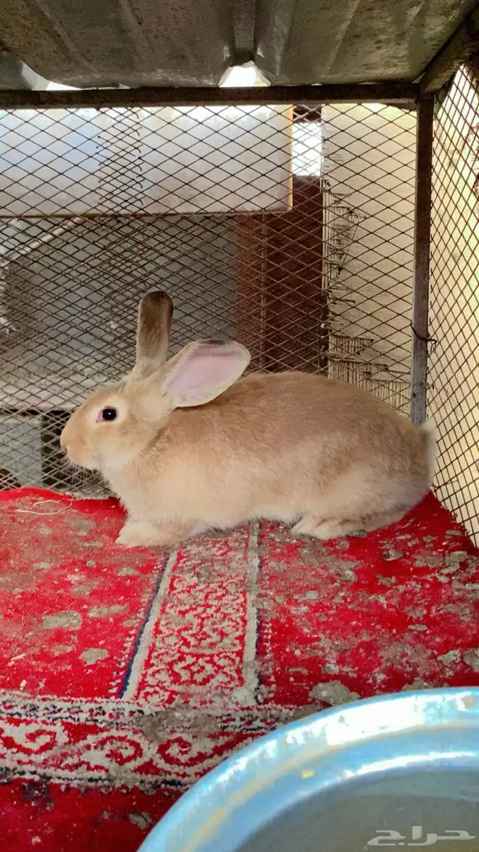 ارانب فلاندر الماني ذكور 2