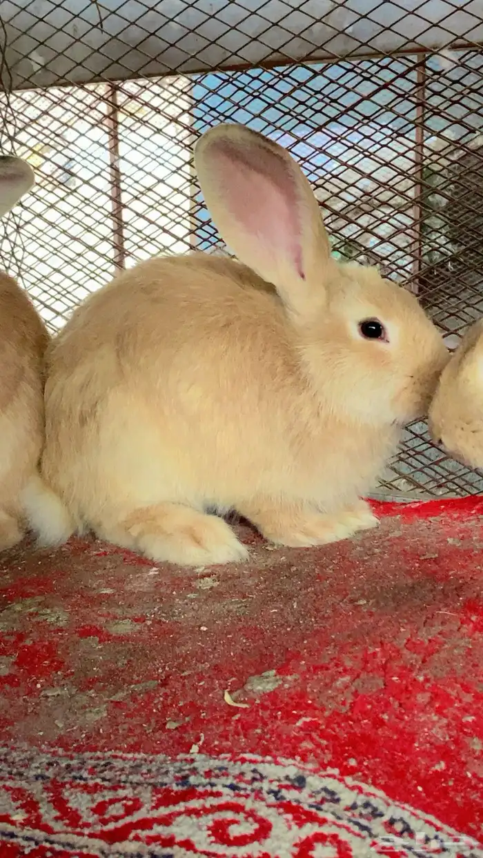 ارانب فلاندر الماني ذكور 0