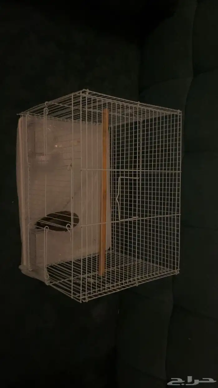 طير روز للبيع ب 200 مع القفص 1