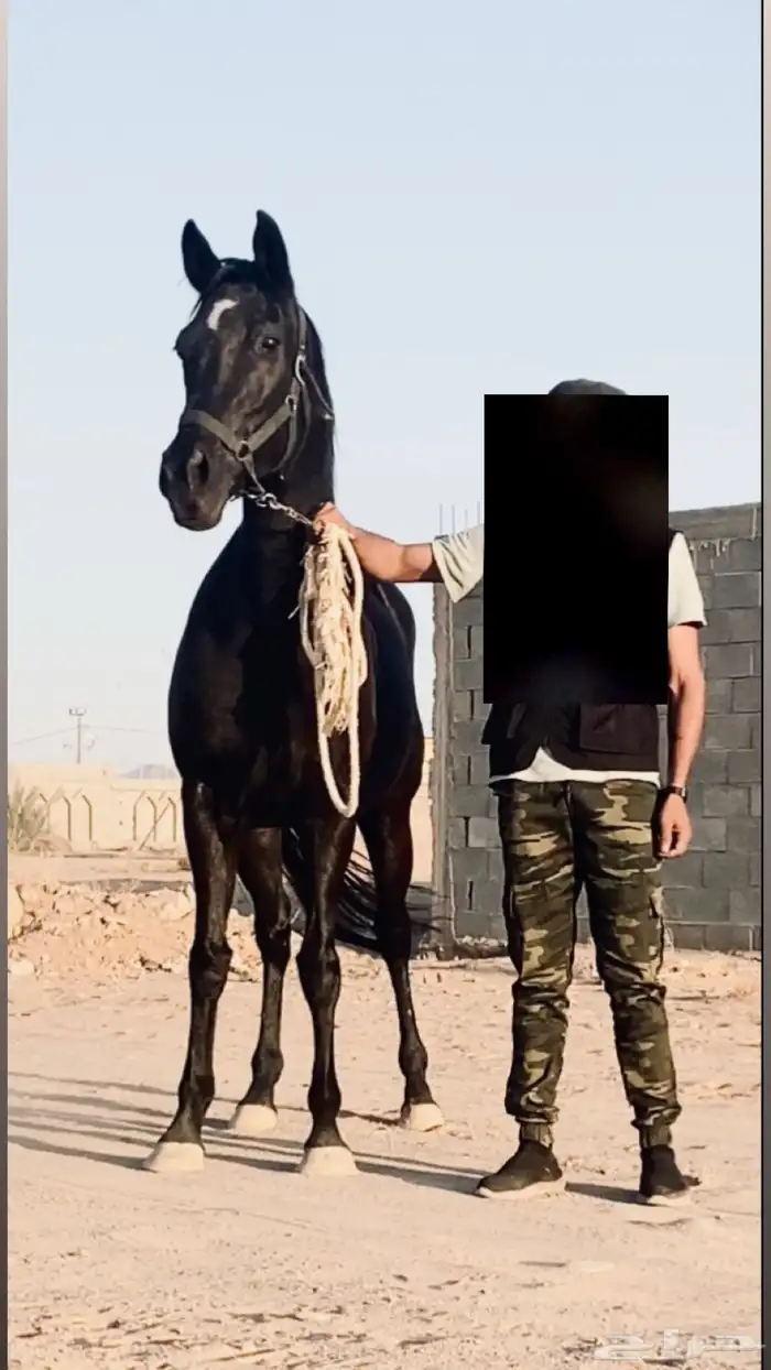 خيل 0