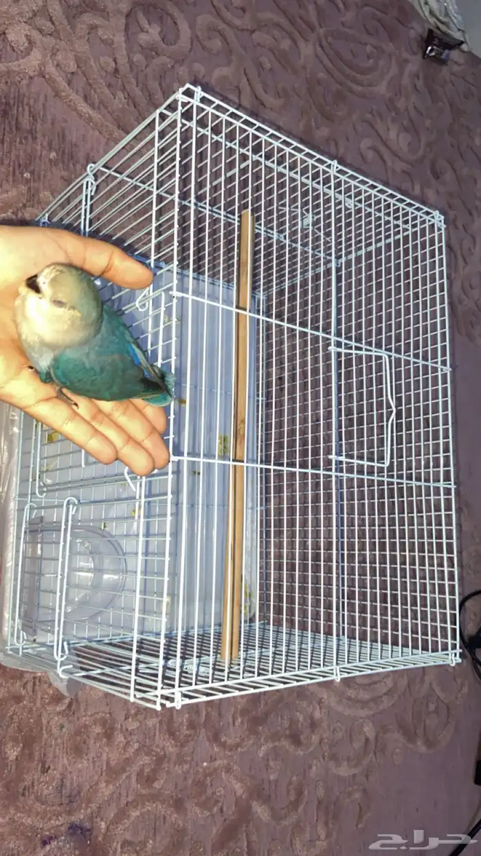 طير روز للبيع ب 200 مع القفص 0