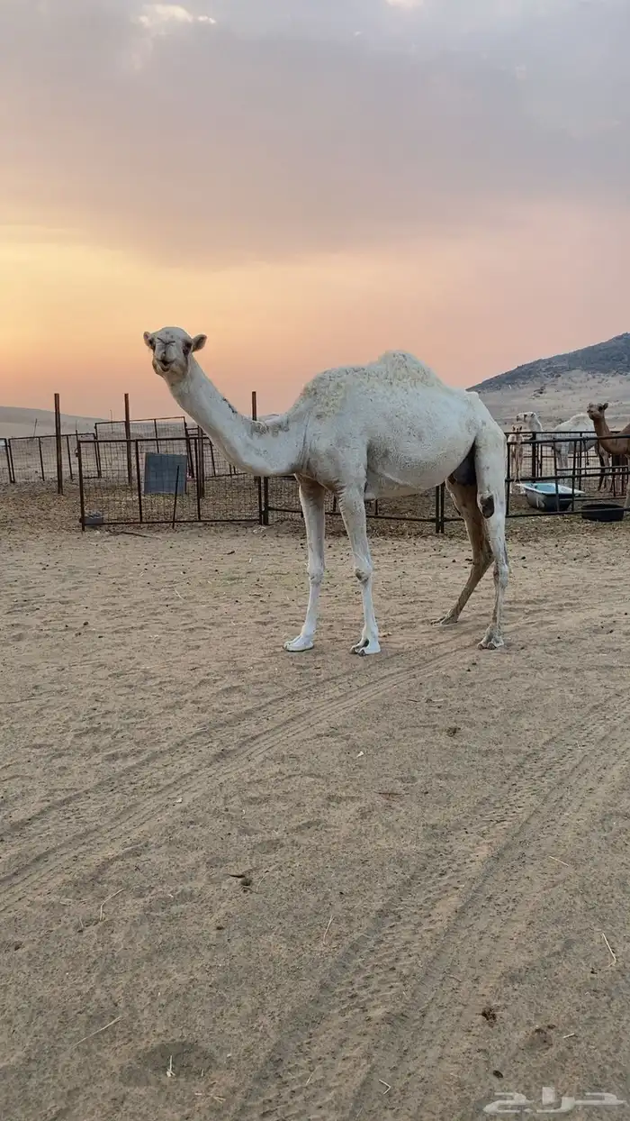 ناقه خلفه تحتها بكره 0