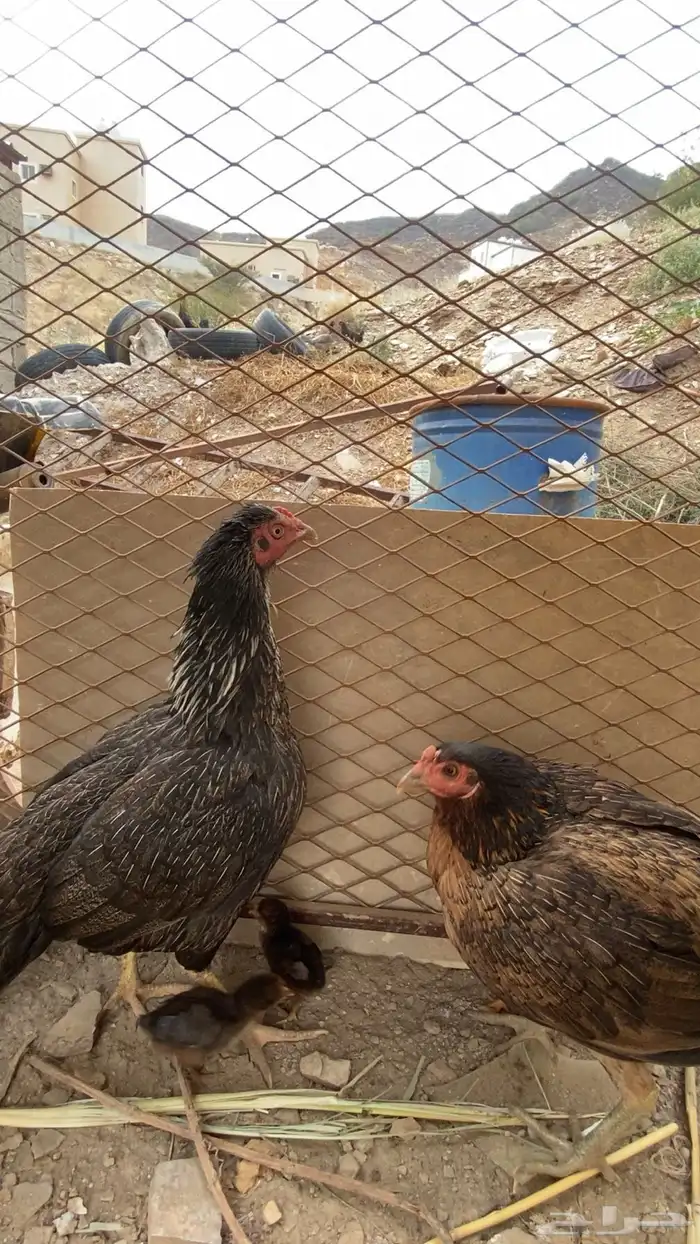 للبيع دجاج باكستاني اصيل 0