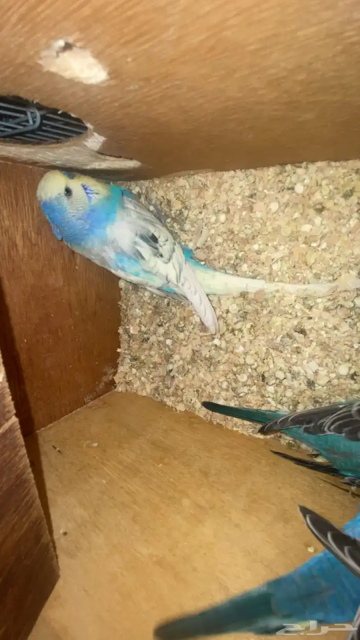 جوز بداجي مع فروخه نضافه وينتج كل شوي مشاءالله 2