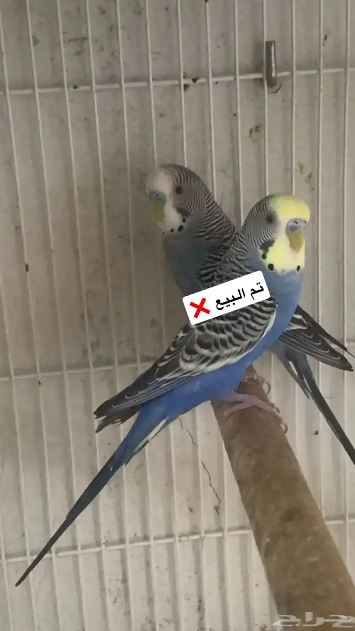 ذكور بادجي للبيع 4