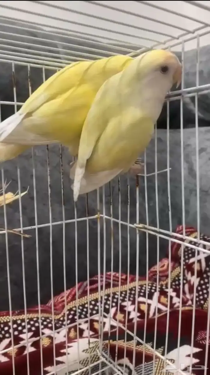 طيور روز لا اعلم الجنس 1