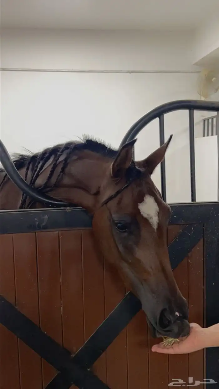 مربط و اسطبل ل ايواء الخيل Horse Stable - شمال جدة (ذهبان) 10