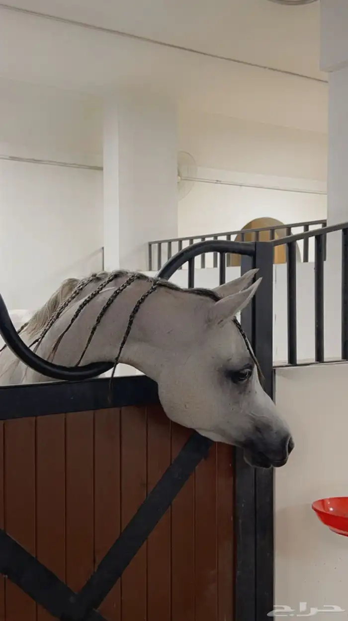 مربط و اسطبل ل ايواء الخيل Horse Stable - شمال جدة (ذهبان) 11