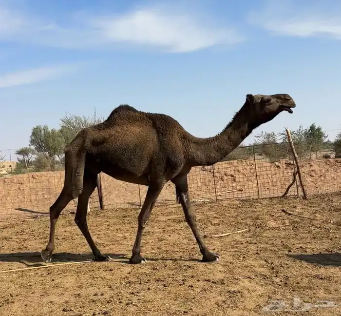 ضروبه طيبه 2