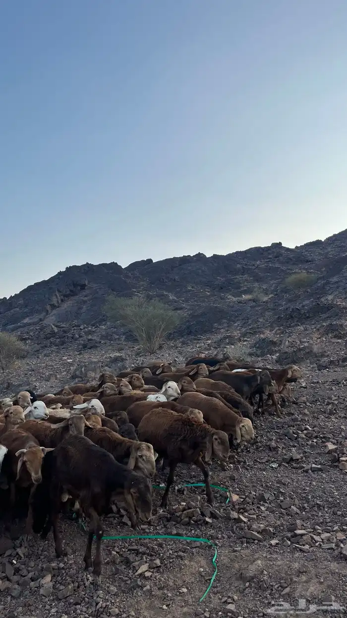 طليان سواكن حمري جادعان مرابى 39