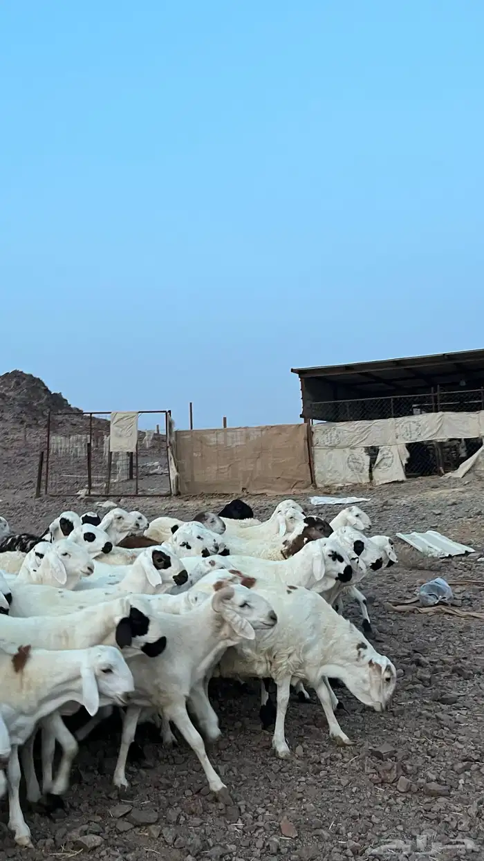 طليان سواكن شبيه الحري دمازين 10